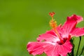 Red hibiscus tropical flower genus Ã¢â¬ÅHibiscus` macro close-up photo